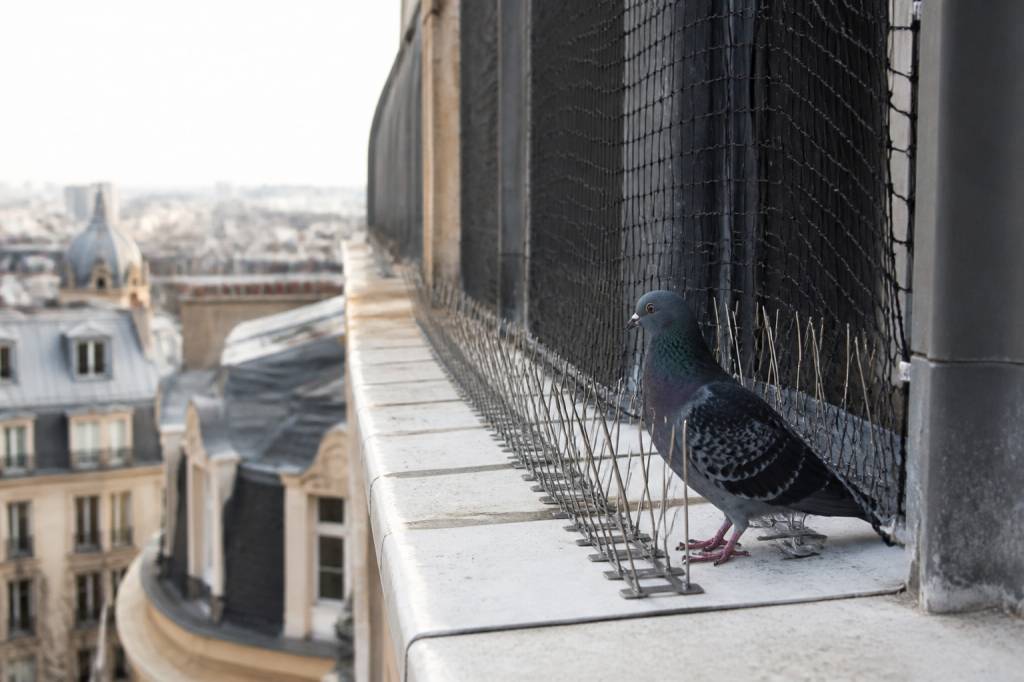Dépigeonnage à paris : les solutions efficaces contre les pigeons