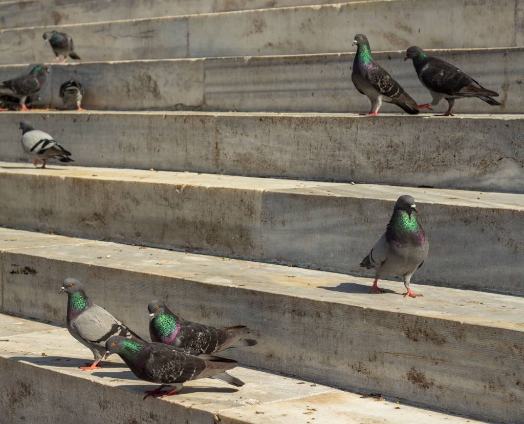 Dépigeonnage à paris : les solutions efficaces contre les pigeons